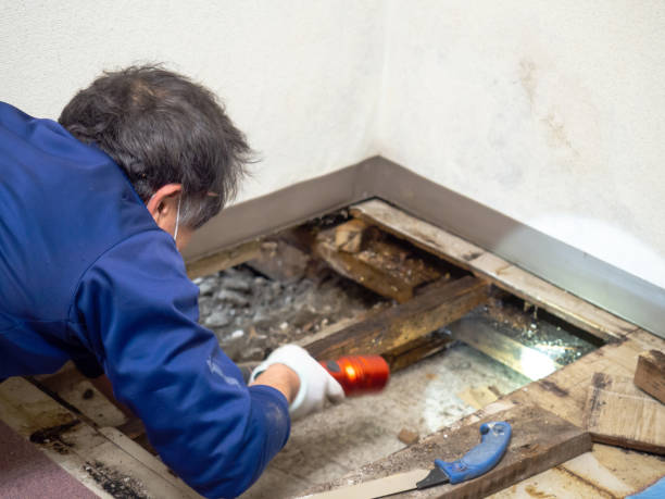 Best Kitchen Mold Remediation in Gorevle, IL