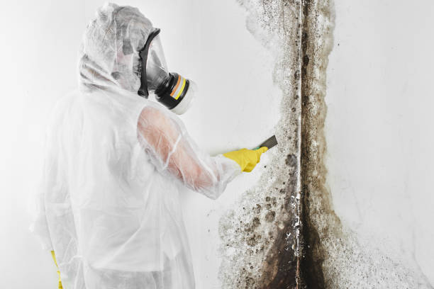 Best Residential Mold Remediation in Gorevle, IL