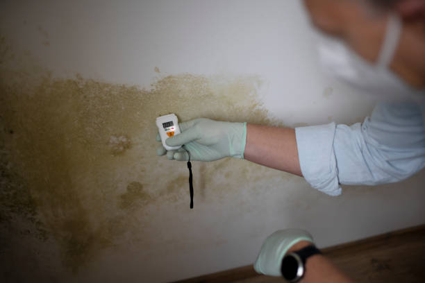 Best Mold Remediation for Schools in Gorevle, IL