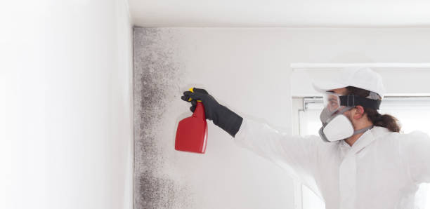 Best Insurance-Related Mold Remediation in Gorevle, IL
