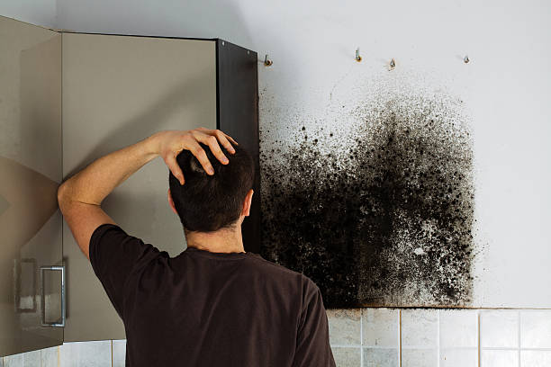 Best White Mold Remediation in Gorevle, IL
