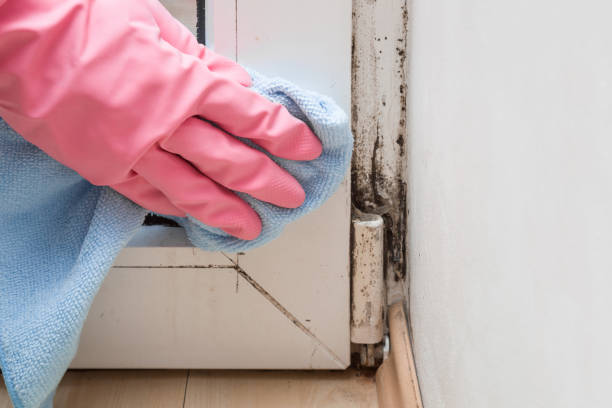 Best Industrial Mold Remediation in Gorevle, IL