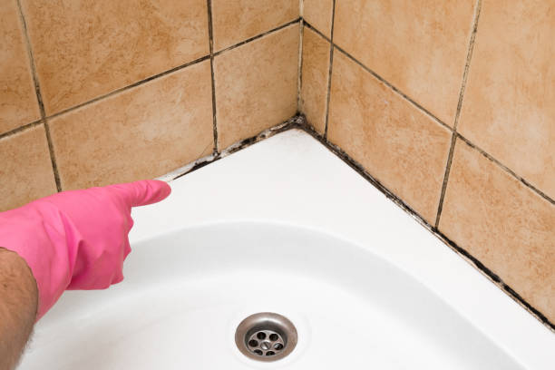 Best Residential Mold Remediation in Gorevle, IL